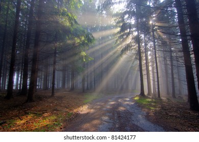 2,577 Forest god rays Images, Stock Photos & Vectors | Shutterstock