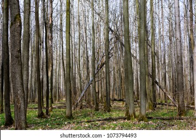 Forest in early spring