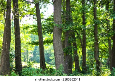 Forest In Early Summer. Camp Site