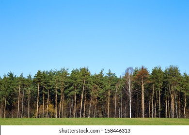 Forest Edge Against The Blue Sky