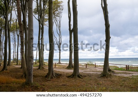Forest edge at sea with tall gray beech tree trunks in autumn, Baltic Sea steep coast in Mecklenburg-Western Pomerania, northern Germany