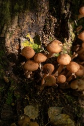 Forest Edible Mushrooms Close-up, Vertical Photo. Honey Mushrooms.