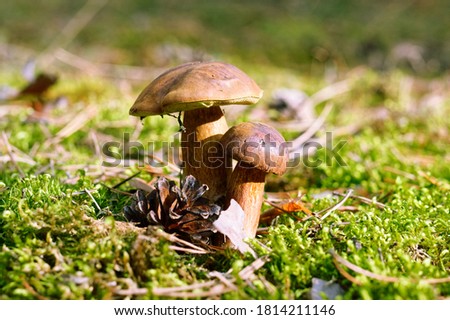 Forest edible mushrooms in the green grass. Boletus mushroom on moss in the forest. Two king boletus mushrooms growing in green moss. edible mushrooms (bolete) found in the forest. Edible mushrooms.