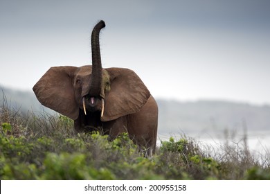 Forest Elephant