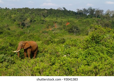 A Forest Elephant At Aberdares, Kenya