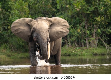 Forest Elephant In The Congo Basin