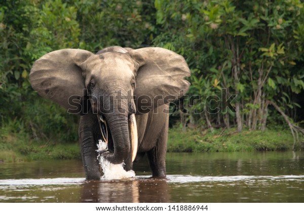 Forest elephant in the Congo\
Basin