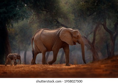 Forest Elephant at Mana Pools NP, Zimbabwe in Africa. Big animal in the old forest, evening light, sun set. Magic wildlife scene in nature. African elephant in beautiful habitat. 