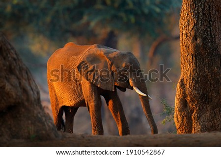 Forest Elephant at Mana Pools NP, Zimbabwe in Africa. Big animal in the old forest, evening light, sun set. Magic wildlife scene in nature. African elephant in beautiful habitat. 