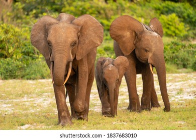 Forest Elephants in Loango National Park in Gabon