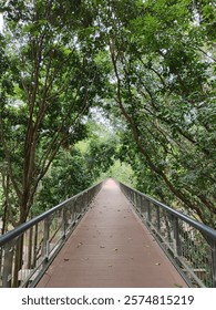 Forest elevated boardwalk lined by green trees