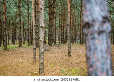 Forest at the end of winter