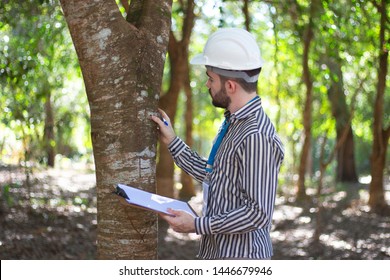 forest engineer touching a tree and analyzing. Young engineer using clipboard and badge analyzes the forests. love and protection by the fauna and flora
