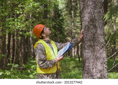 A forest engineer works in the forest. The forester examines the forest plantation. Voluntary forest certification.