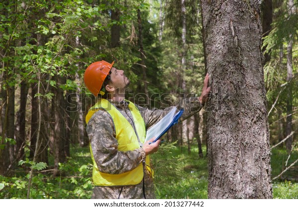 A\
forest engineer works in the forest. The forester examines the\
forest plantation. Voluntary forest\
certification.
