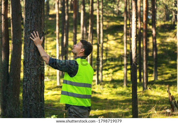 forest engineering and management,\
renewable resources - forester checking quality of pine\
tree