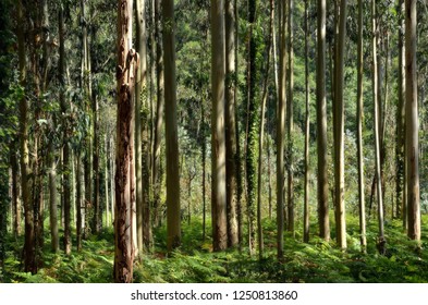 Forest of eucalyptus trees