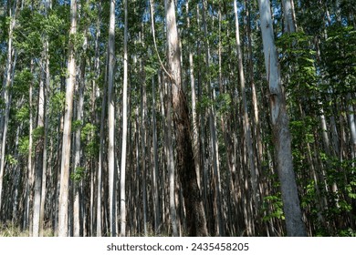 Forest of Eucalyptus Trees Along the Hamakua Coast, Big Island - Powered by Shutterstock