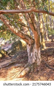 Forest Of Eucalyptus Trees Growing In A Rocky Meadow On A Hillside In South Africa. Landscape Of A Birch Tree With Bark Peeling In Cultivated Woodland Near Cape Town. Peaceful And Serene Nature Scene