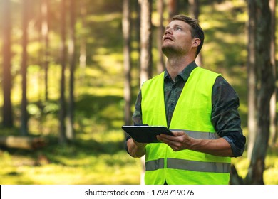 Forest Evaluation And Management - Forestry Engineer Working With Digital Tablet In The Woods