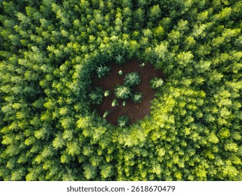 Forest Experimental Plot with Circular Planting Pattern - Aerial View
