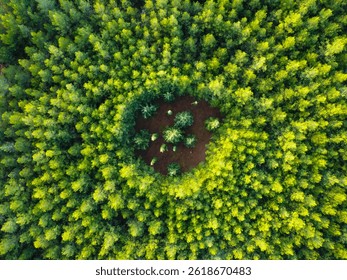Forest Experimental Plot with Circular Planting Pattern - Aerial View