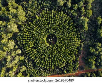 Forest Experimental Plot with Circular Planting Pattern - Aerial View