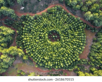 Forest Experimental Plot with Circular Planting Pattern - Aerial View
