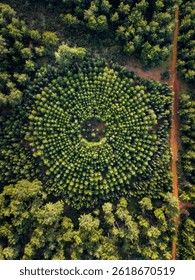 Forest Experimental Plot with Circular Planting Pattern - Aerial View