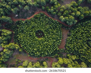 Forest Experimental Plot with Circular Planting Pattern - Aerial View
