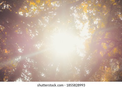 Forest in fall with autumnal colors
 - Shutterstock ID 1855828993