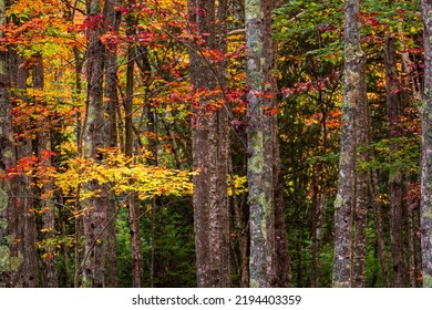 Forest with fall color.  Soft focus background color.  Birch trunks with brilliant fall colored leaves. - Shutterstock ID 2194403359