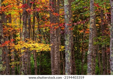 Forest with fall color.  Soft focus background color.  Birch trunks with brilliant fall colored leaves.