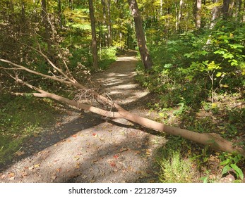 Forest Fall Hudson Valley New York Trails