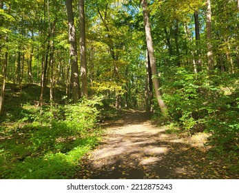 Forest Fall Hudson Valley New York Trails