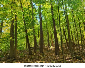 Forest Fall Hudson Valley New York Trails