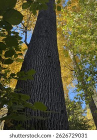 Forest Fall tree big trunk