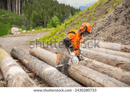 Forest farmer as a forest worker at the tree fell in the forest chainsaw. Man working with chainsaw in forest. Woodcutter lumberjack is man chainsaw tree. Woodcutter saws tree chainsaw on sawmill.