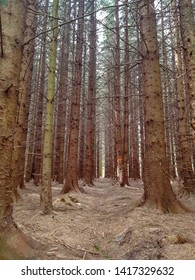 Forest Farming Forestry Commission Marked Tree Logging