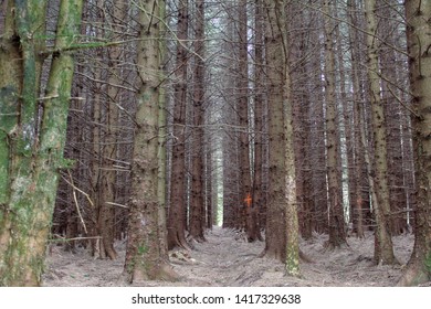 Forest Farming Forestry Commission Marked Tree Logging