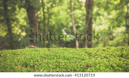 forest featuring the tress and the grass