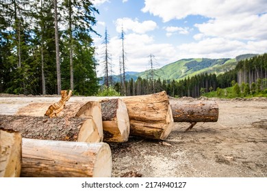 Forest felling. Log trunks pile, the logging timber forest wood industry. Felling trees in forest. Sawed trees in coniferous forests. Deforestation, forest destruction. Timber harvesting.