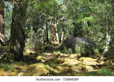 Forest With Fern And Heather Flowers On A Sunny Day, Killarney, Ireland.