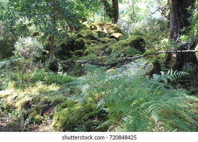 Forest With Fern And Moss-covered Rocks On A Sunny Day, Killarney, Ireland.