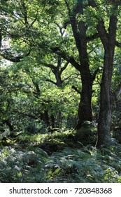 Forest With Fern On A Sunny Day, Killarney, Ireland.