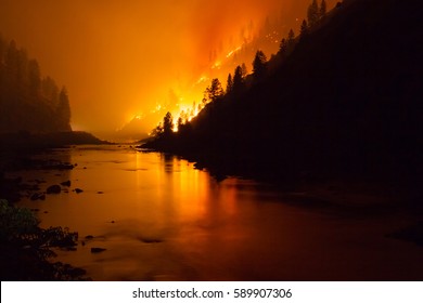 Forest Fire