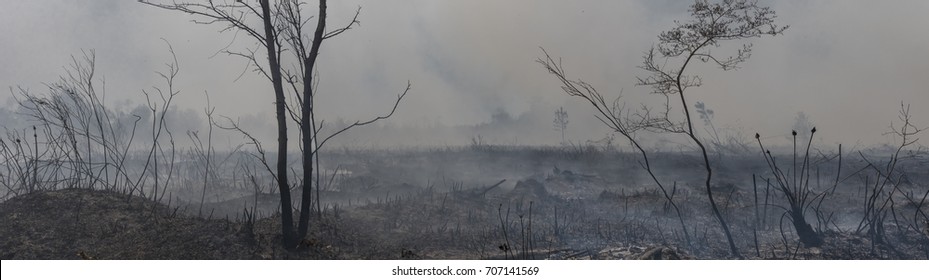 Forest Fire Aftermath