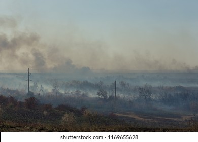 Forest fire. Burned trees after wildfire, pollution and a lot of smoke