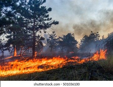 Forest fire. Burned trees after wildfire, pollution and a lot of smoke - Powered by Shutterstock