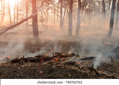 Forest Fire. Burned Trees After Wildfire, Pollution And A Lot Of Smoke